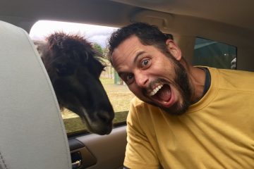 A llama sticks it's head in my car