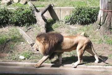 Lion at the National Zoo, Wild Cats